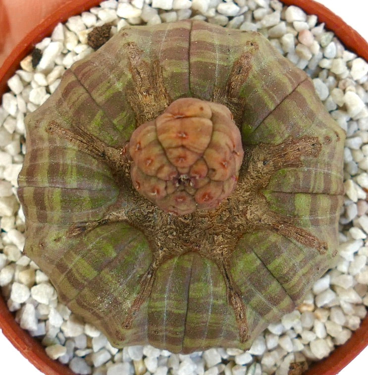 Euphorbia obesa succulent with green-gray striped ribbed body and textured apex