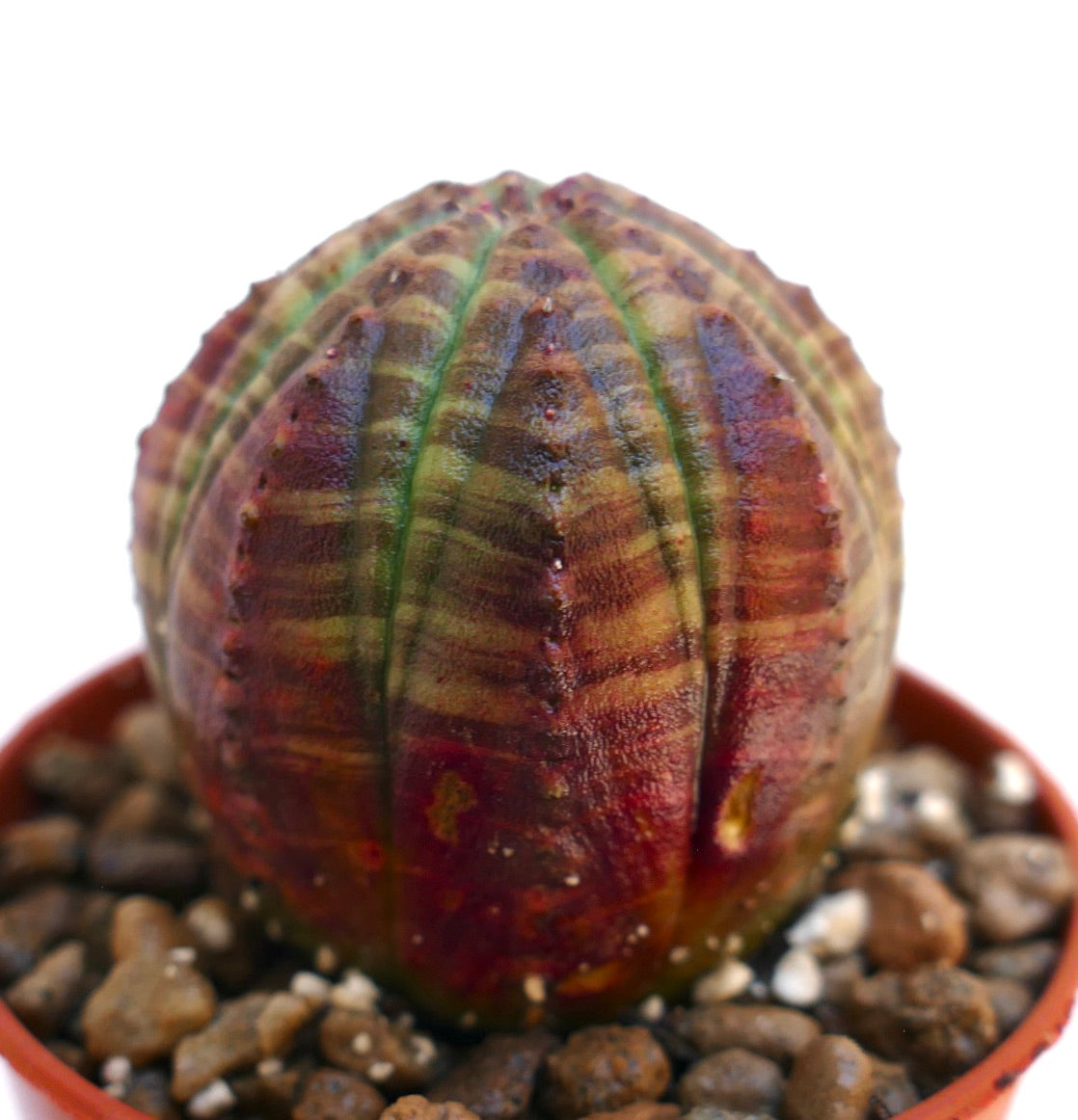 Euphorbia obesa sjelden sukkulent med grønn og rødrandet ribbet stamme i potte