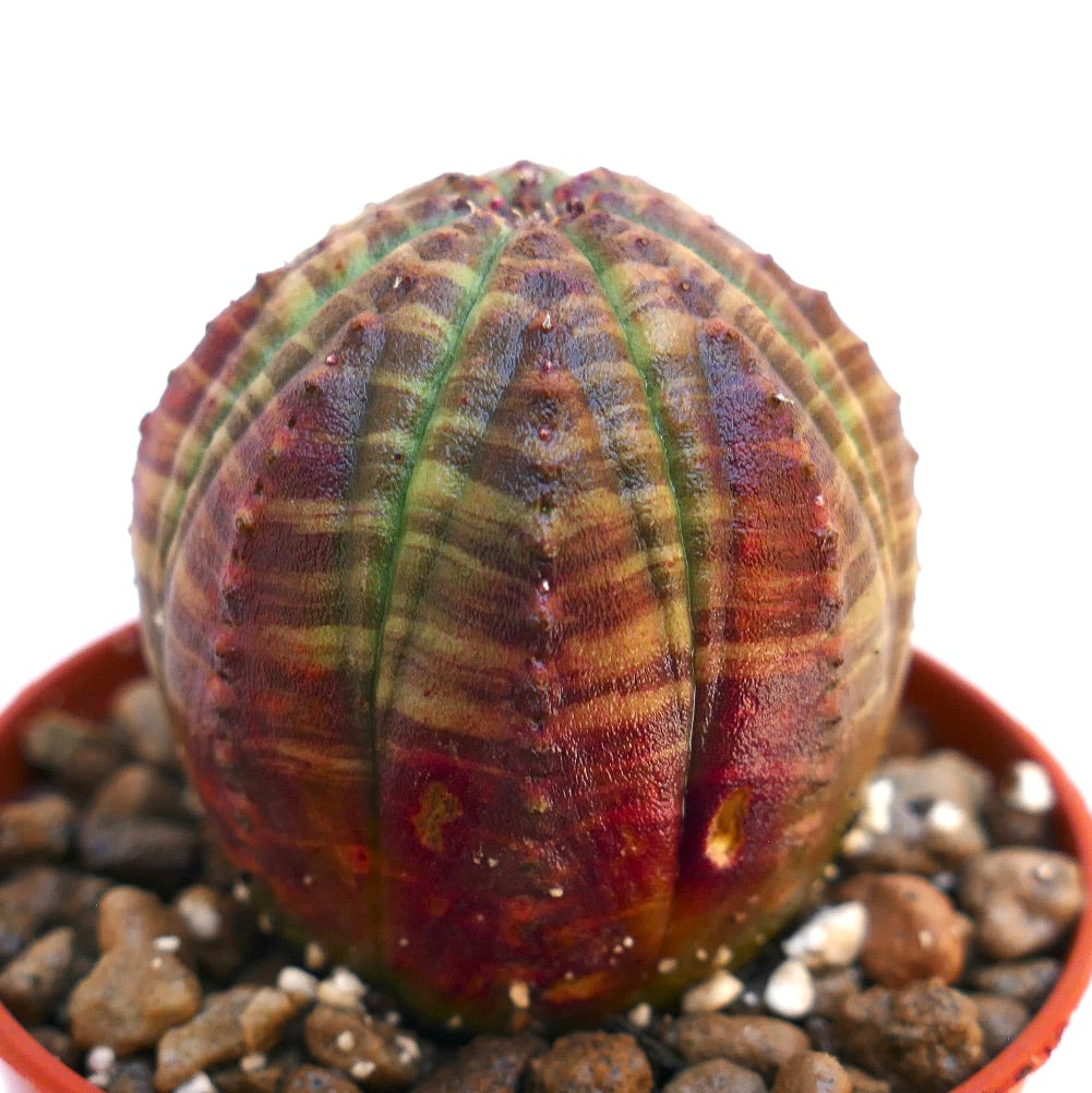 Euphorbia obesa sukkulent kaktus med grønt og rødt stripete mønster i potte