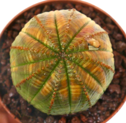 Euphorbia obesa sukkulent med grønn og gulfarget rund kropp og små pigger
