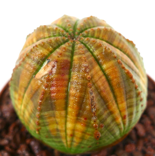 Euphorbia obesa sukkulent med grønngul brokete kropp og ribbet tekstur