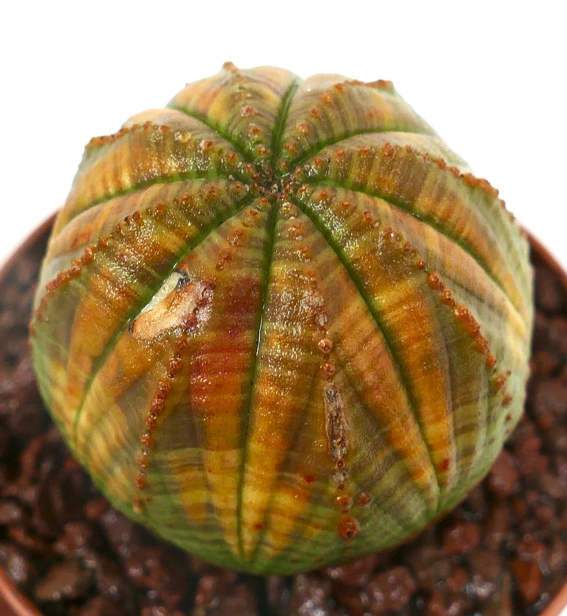 Euphorbia obesa sukkulent med rundet ribbet kropp og grønn-gul brokete mønster
