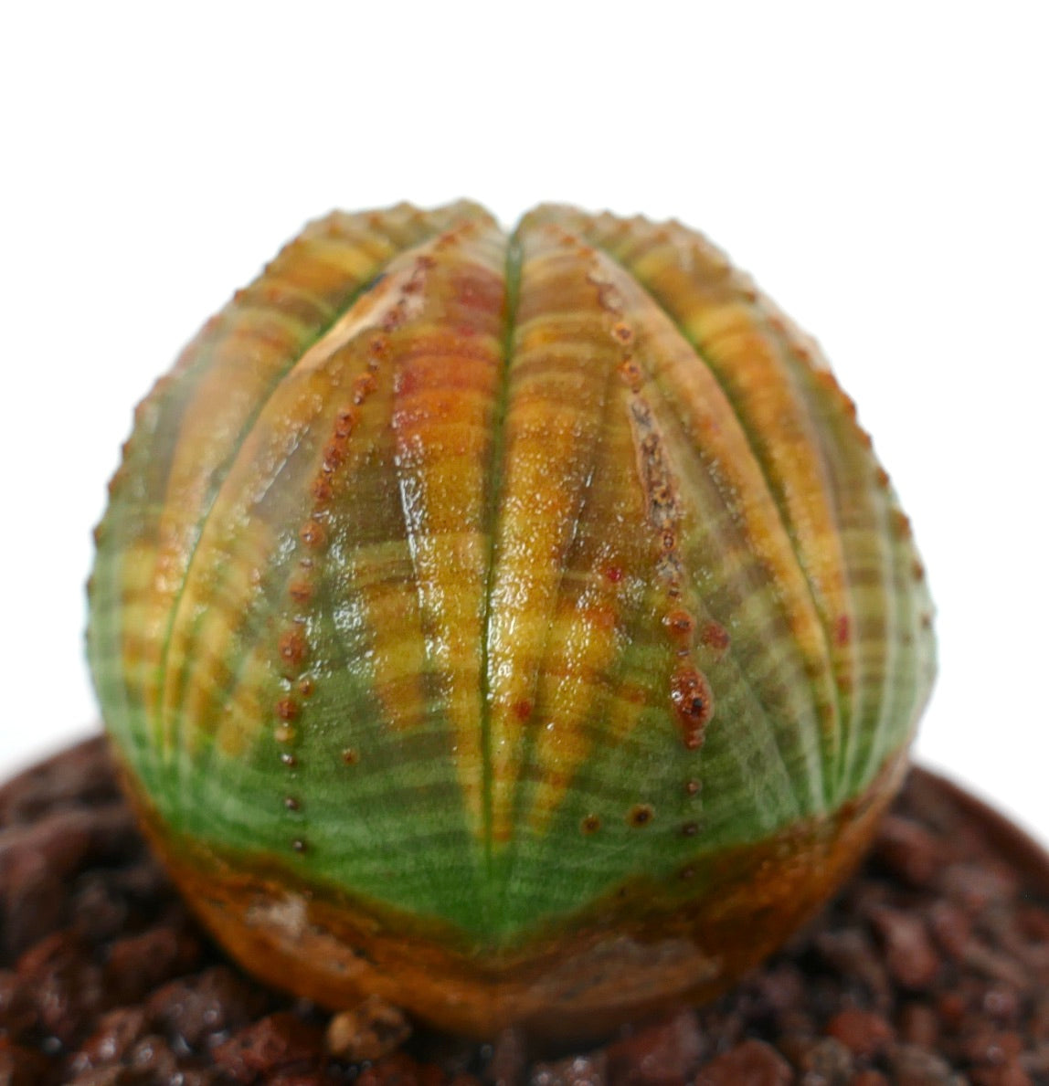 Euphorbia obesa sukkulent med avrundet ribbet kropp og grønn-gul fargesprakende mønster