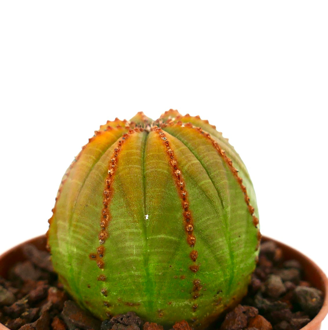 Euphorbia obesa sukkulent kaktus med avrundet ribbet grønn kropp og brune areoler