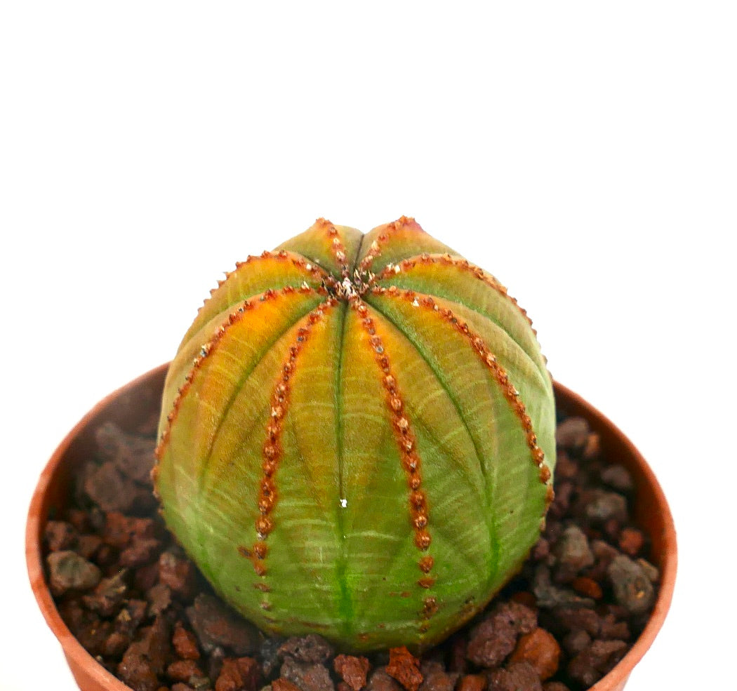 Euphorbia obesa sukkulent kaktus med avrundet ribbet kropp og små brune areoler