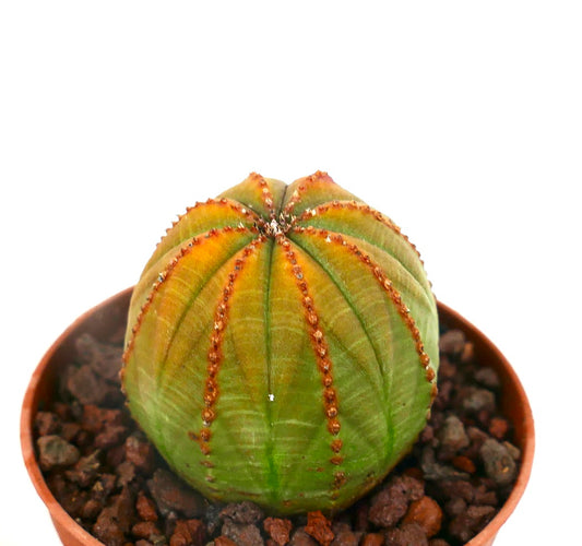 Euphorbia obesa sukkulent kaktus med avrundet ribbet kropp og små brune areoler