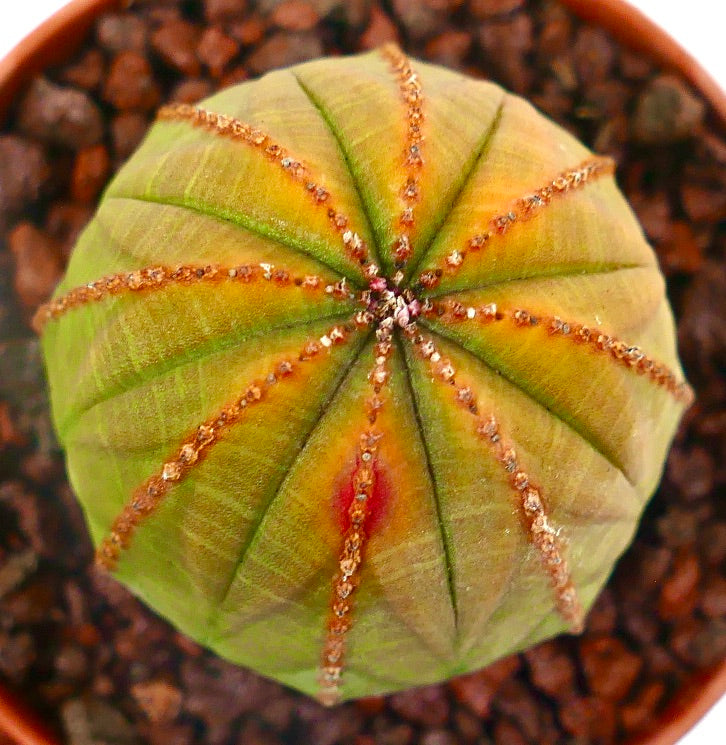 Euphorbia obesa sukkulent kaktus med rund form og rødbrune torner på ribbene