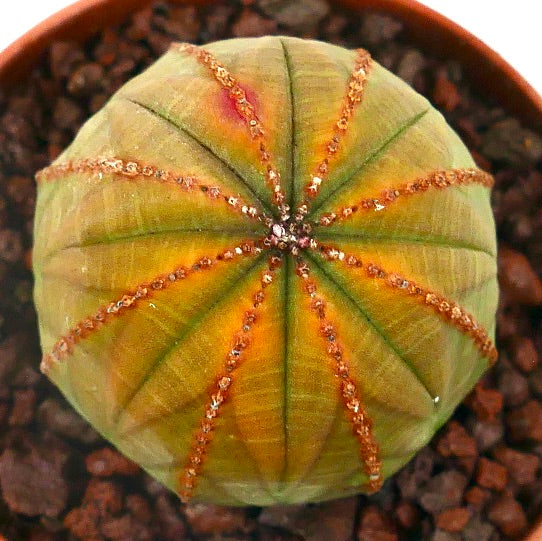 Euphorbia obesa sukkulent med rund form og oransje-røde flekkete åser i potte