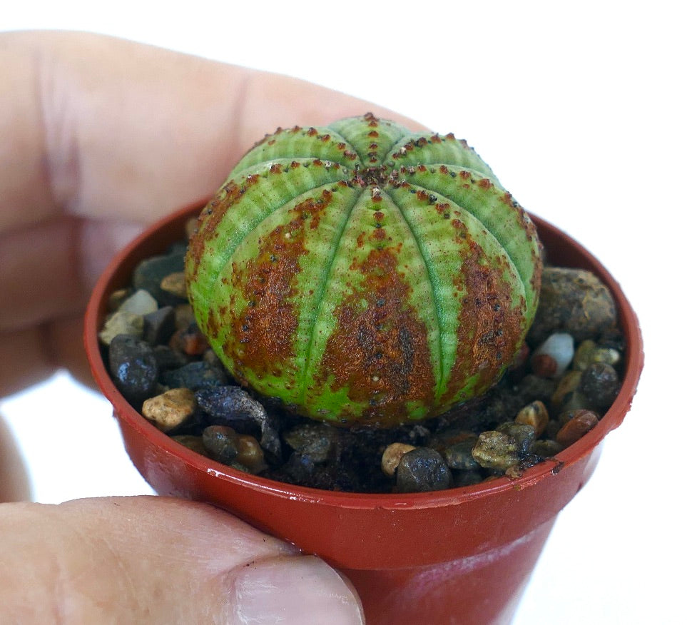Sjeldent Euphorbia obesa GRØNN BALL MED BRUNE PILER sukkulent, sfærisk og ribbet med lysegrønn hud mønstret av tydelige brune pilformede merker, plantet i steinete jord.