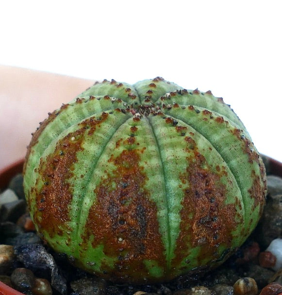 ユーフォルビア・オベサ | Botanical Archive | ユニークな多肉