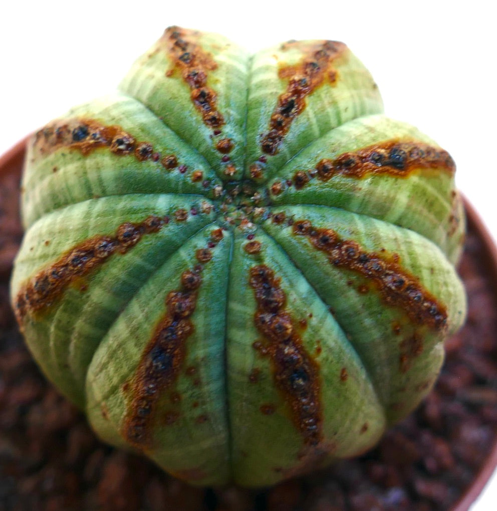 ยูโฟร์เบีย โอเบซา ต้นอวบน้ำรูปทรงกลมมีลำตัวสีเขียวมีซี่โค้งและลายสีน้ำตาลมีพื้นผิว