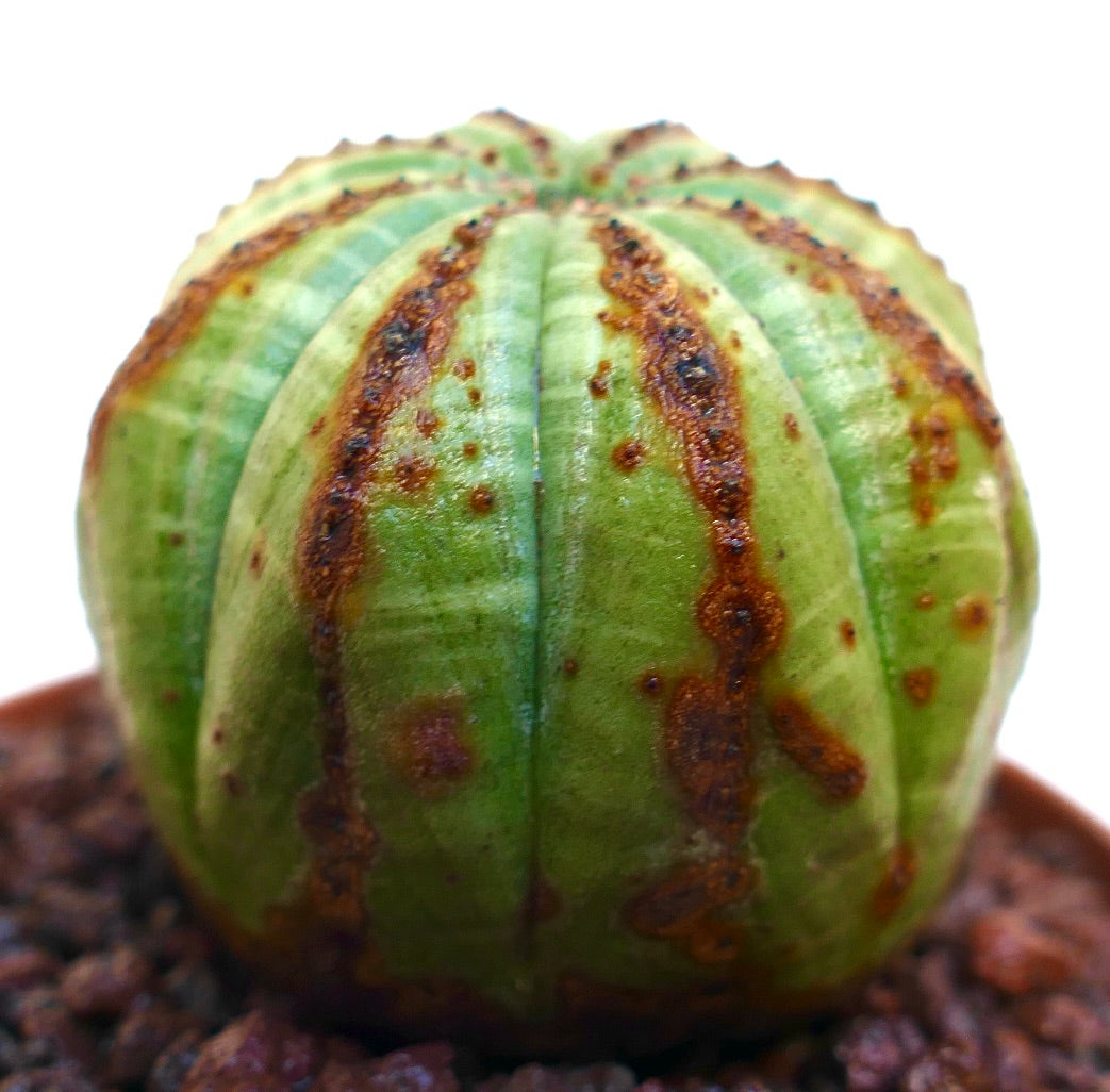 ยูโฟร์เบีย โอเบซา ต้นอวบน้ำทรงกลมสีเขียว มีเส้นและจุดสีน้ำตาลแนวตั้งที่โดดเด่น