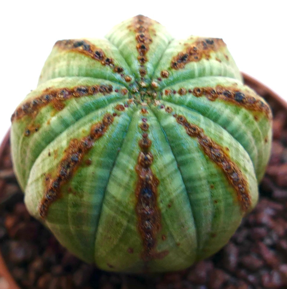 ยูโฟร์เบีย โอเบซา ต้นอวบน้ำที่มีกระดูกสันกลมและเส้นสีน้ำตาลมีลักษณะเป็นลายเนื้อสัมผัสเฉพาะตัว