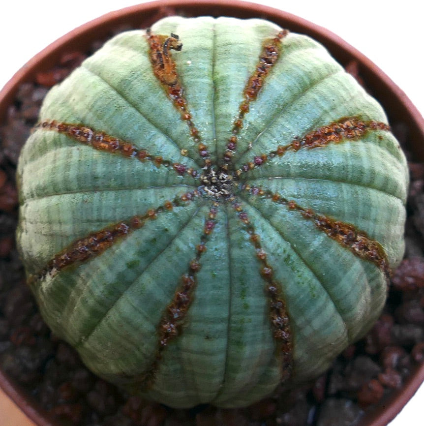 Euphorbia obesa succulent cactus with rounded shape and brown textured lines