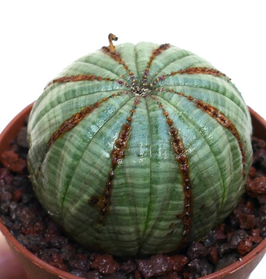 丸みを帯びたリブ状の緑色の胴体と茶色の質感のあるラインが特徴のユーフォルビア・オベサ多肉植物サボテン