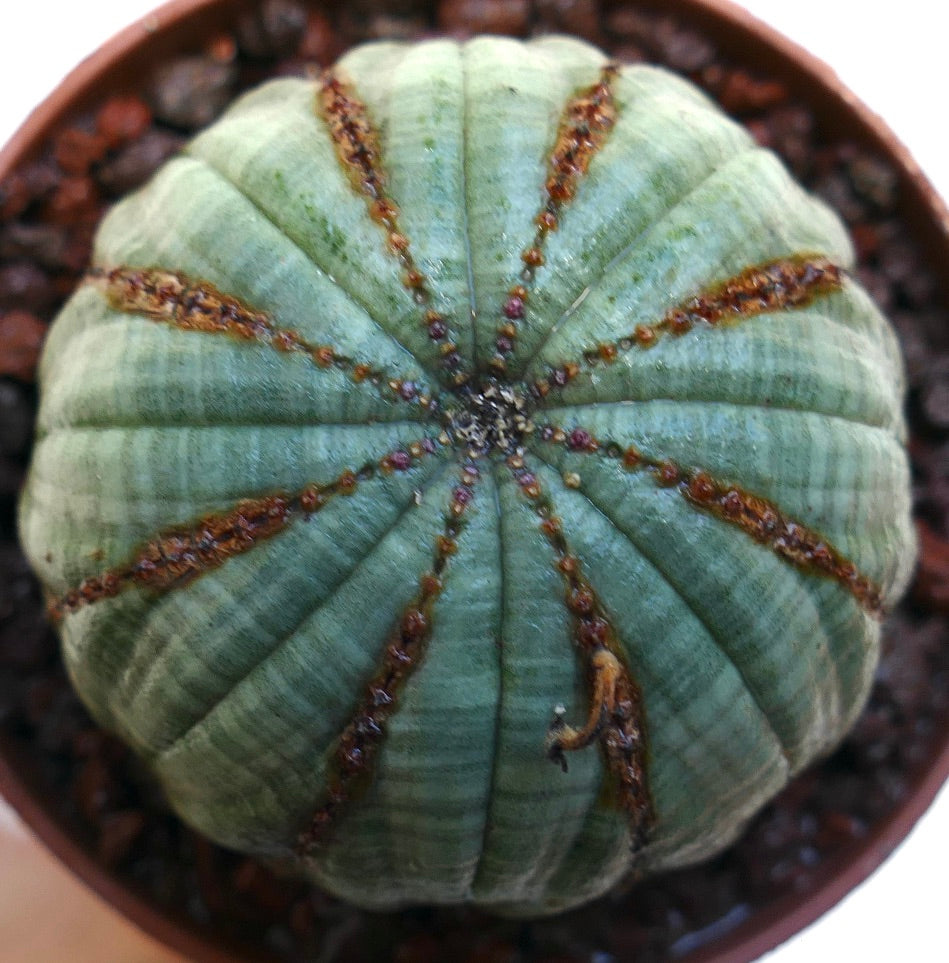 Euphorbia obesa succulent cactus with rounded green body and brown vertical lines