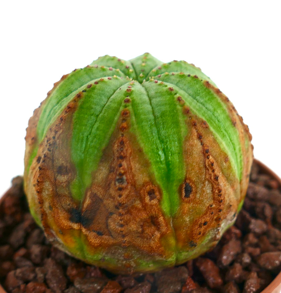 ยูโฟร์เบีย โอเบซา ตะบองเพชรอวบน้ำ มีลำต้นสีเขียวและลายสีน้ำตาล