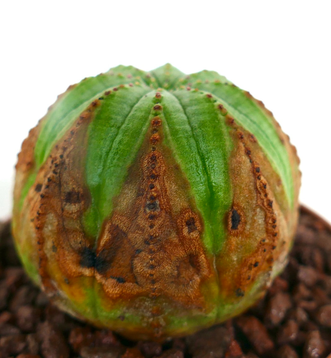 ยูโฟร์เบีย โอบีซา ต้นไม้เนื้อทรายที่มีลำต้นสีเขียวและลวดลายสีน้ำตาลเด่น รูปทรงทรงกลม