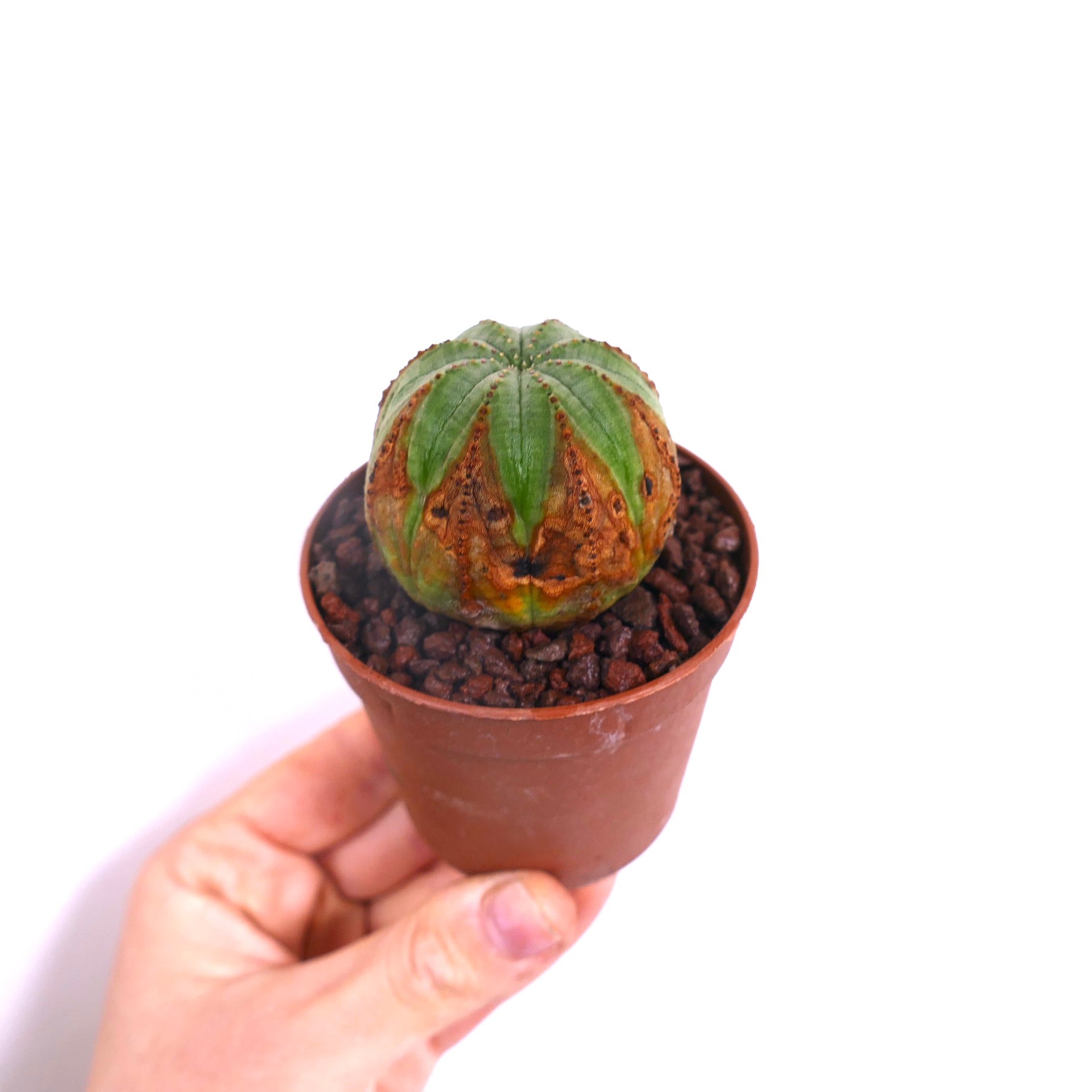 ยูโฟร์เบีย โอเบซา กระบองเพชรอวบน้ำที่มีลำตัวสีเขียวและลวดลายสีน้ำตาลบนผิวในกระถาง