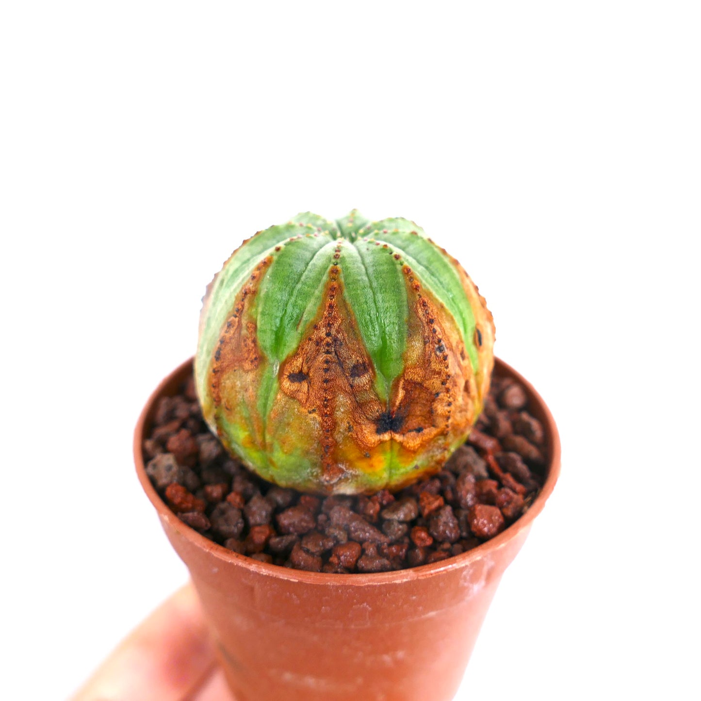 อีอุปอร์ตา โอเบซา ต้นอวบน้ำรูปทรงกลมลายสีน้ำตาลในกระถางขนาดเล็ก