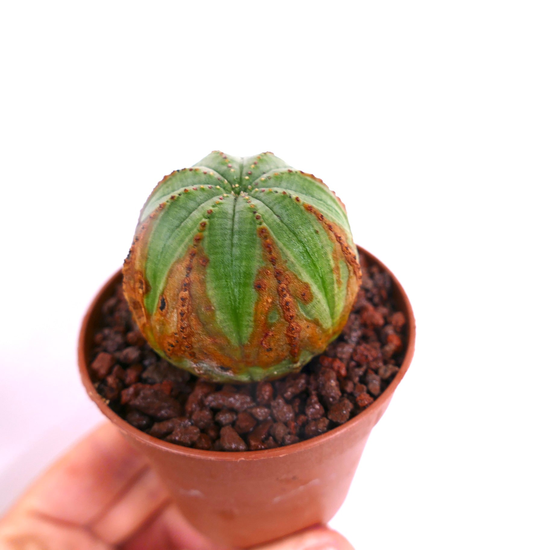 ยูโฟร์เบีย โอเบซา กระบองเพชรอวบน้ำลำตัวสีเขียวมีลวดลายสีน้ำตาลเนื้อนูนในกระถางขนาดเล็ก