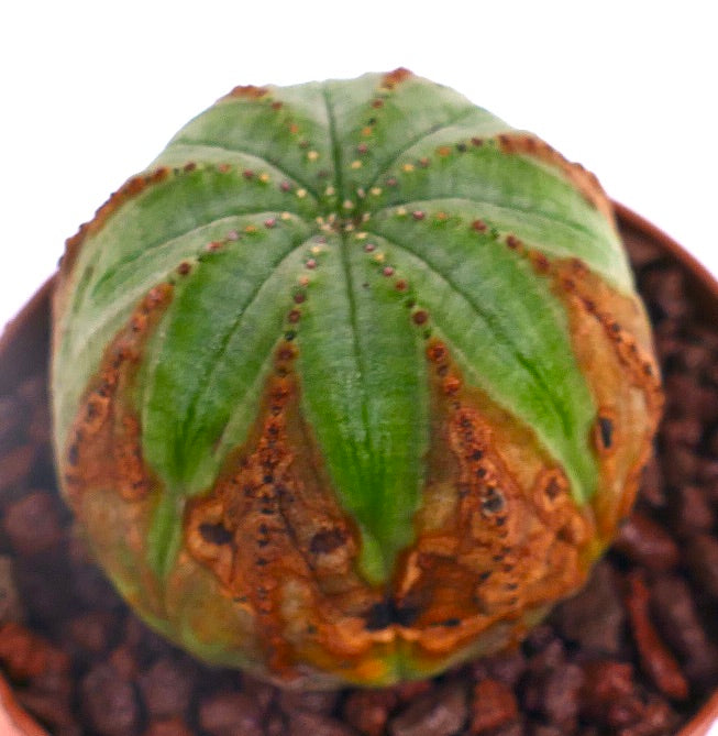 ว่านหนู ยูเฟอร์เบีย โอบีซา กระบองเพชรอวบน้ำลำต้นสีเขียวพร้อมลวดลายสีน้ำตาล