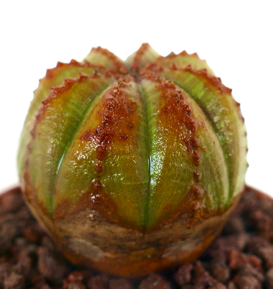 Euphorbia obesa sukkulent kaktus med grønn kropp og brune teksturerte merker