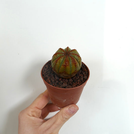 Euphorbia obesa sukkulent kaktus med avrundet ribbet kropp og brune markeringer i liten potte