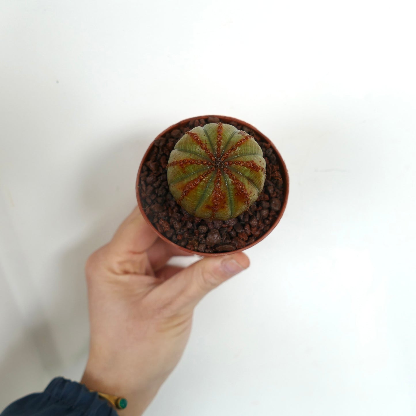 Euphorbia obesa sukkulent kaktus med grønn kropp og brune teksturerte merker i liten potte