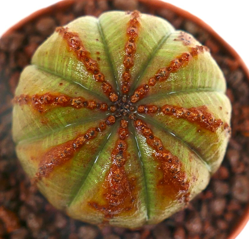Euphorbia obesa sukkulent med avrundede ribber og brune, strukturerte merker