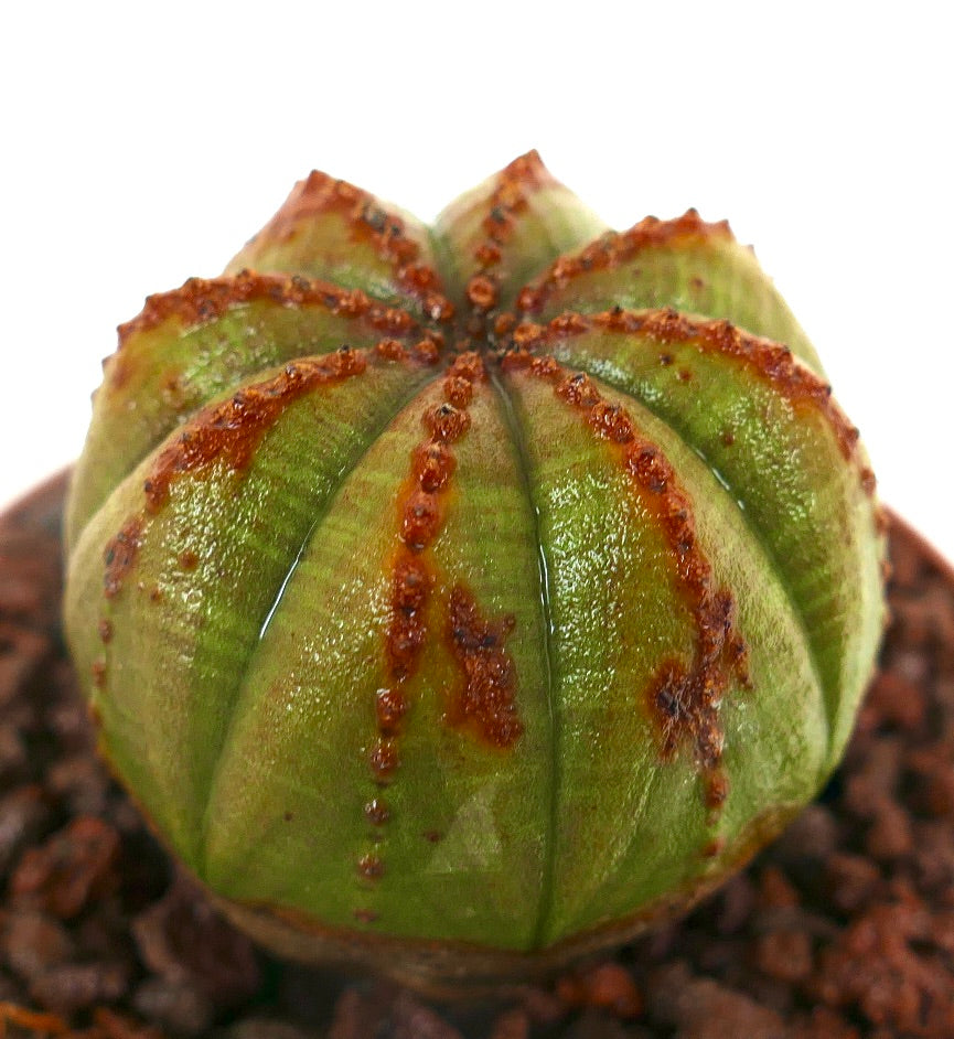 Euphorbia obesa sukkulent kaktus med grønn kropp og karakteristiske brune teksturerte merker