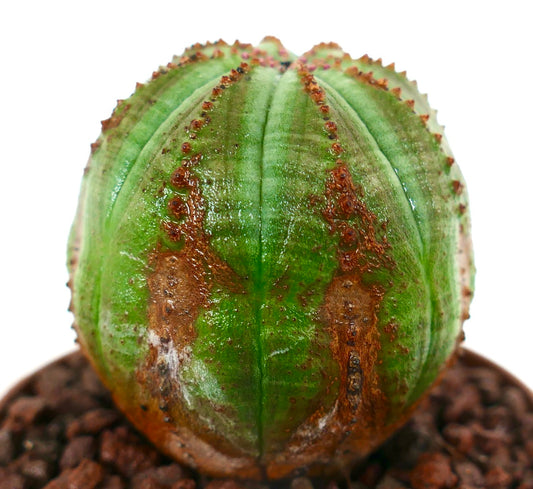 Euphorbia obesa Sukkulente Kaktus mit rundlichem grünem Körper und charakteristischen braunen Zeichnungen