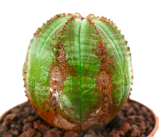 Euphorbia obesa sukkulenter Kaktus mit grünem Körper und natürlichen braunen Zeichnungen im Topf