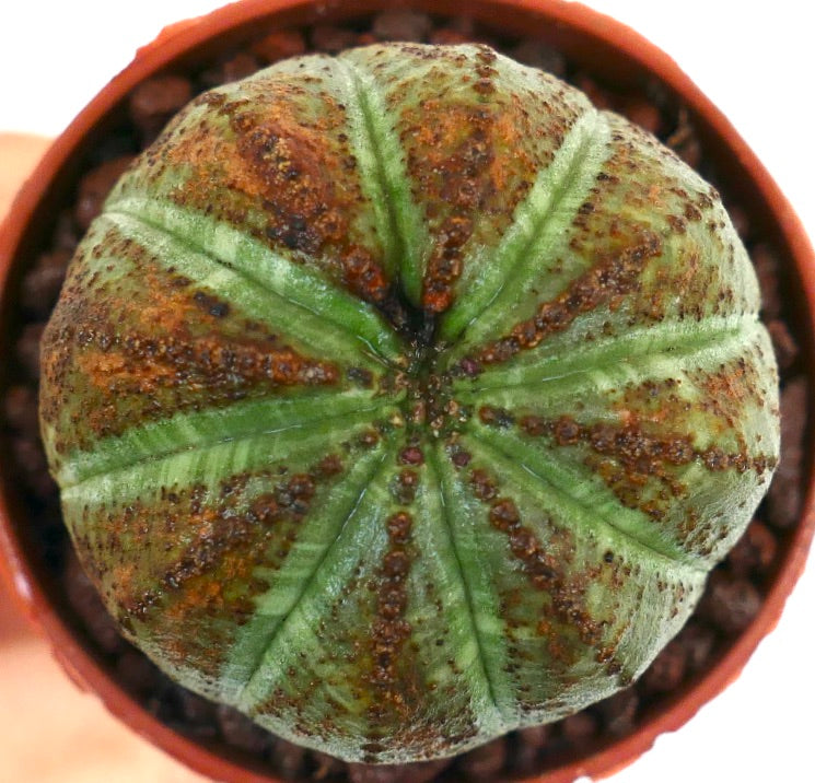 Euphorbia obesa saftigplante med rund kropp, ribbet form og brunflekkete tekstur