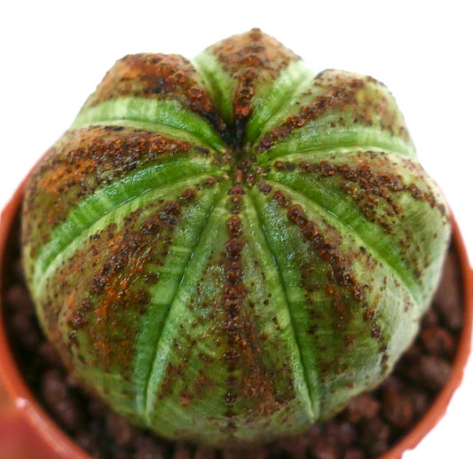 鉢植えのユーフォルビア・オベサ多肉植物サボテン、緑色の茎と茶色の斑点がある隆起部分