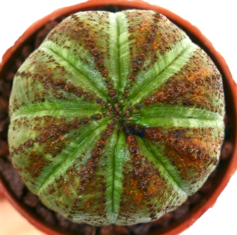 Euphorbia obesa succulent med rund ribbet kropp og brune flekkete markeringer