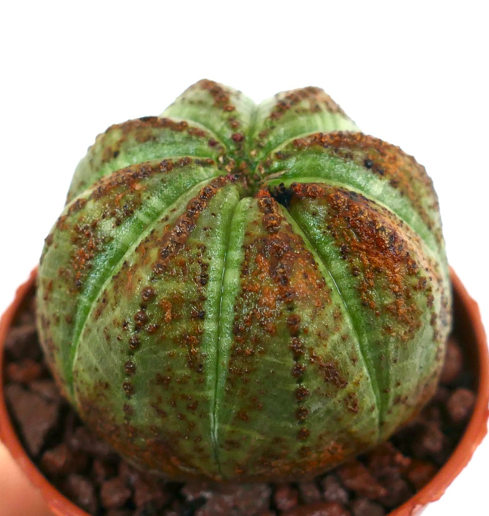 Euphorbia obesa sukkulent med avrundet ribbet kropp og brune teksturerte flekker