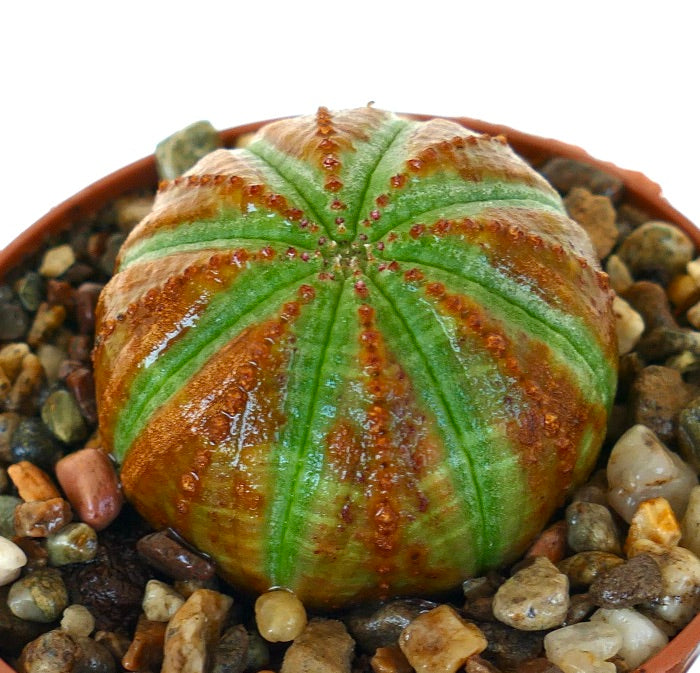 鉢植えのユーフォルビア・オベサ、丸みを帯びた形状に垂直の肋骨があり、赤褐色と緑色がまだら模様に広がっています。