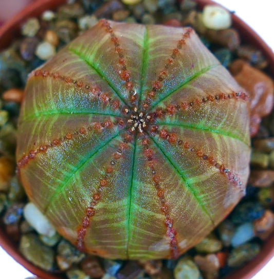 希少なユーフォルビア・オベサ GREEN BROWN STRIATA 多肉植物。球状の肋骨状の本体が緑色と茶色の縞模様で交互に縞取られており、それぞれの肋に沿って点状の節が見られます（上からの眺め）。