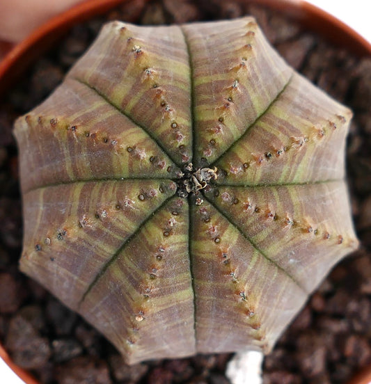 Euphorbia obesa sukkulent med stjerneformet utseende og grønn-brunt stripet mønster
