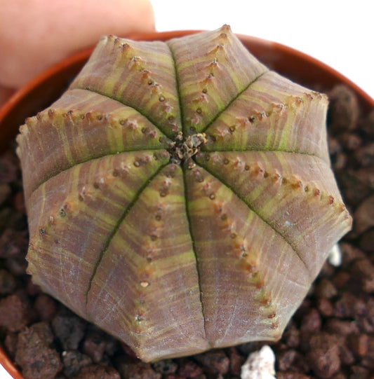 Euphorbia obesa sukkulent kaktus med grønne og brune stripete stjerneformede ribber i potte