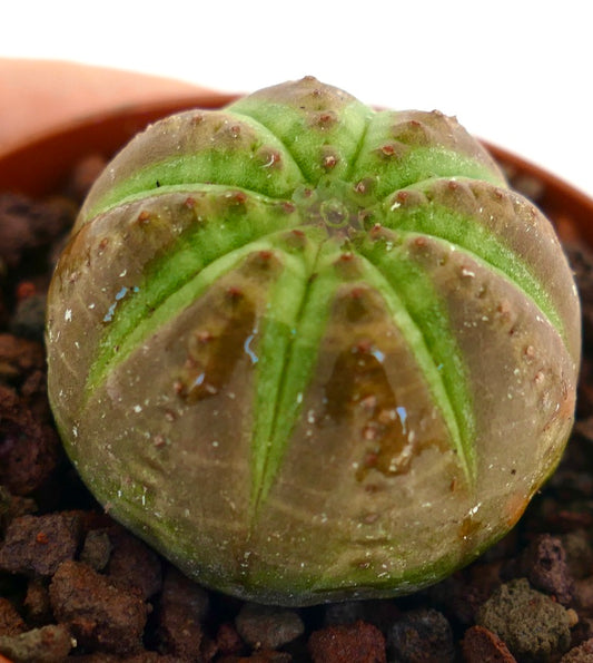 Euphorbia obesa succulent with rounded ribbed body and green-brown coloration