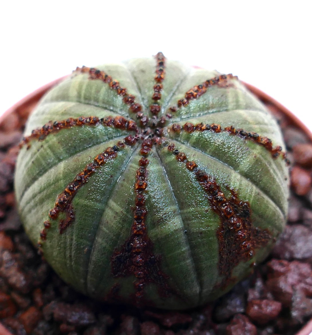 Euphorbia obesa succulent with rounded ribbed body and brown textured markings