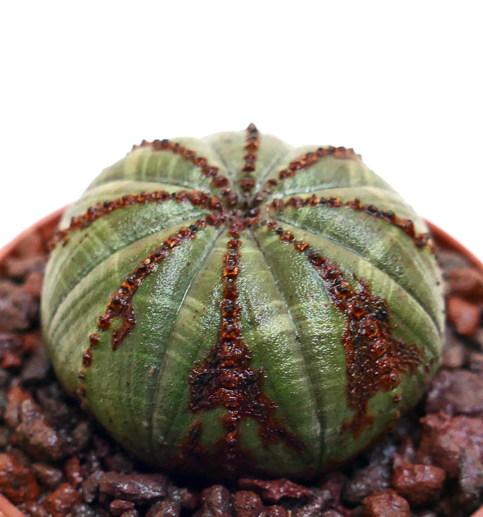 Euphorbia obesa succulent cactus with rounded green body and brown textured markings