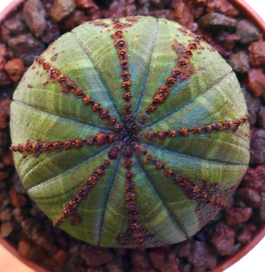 Euphorbia obesa succulent with round ribbed green body and brown spines pattern