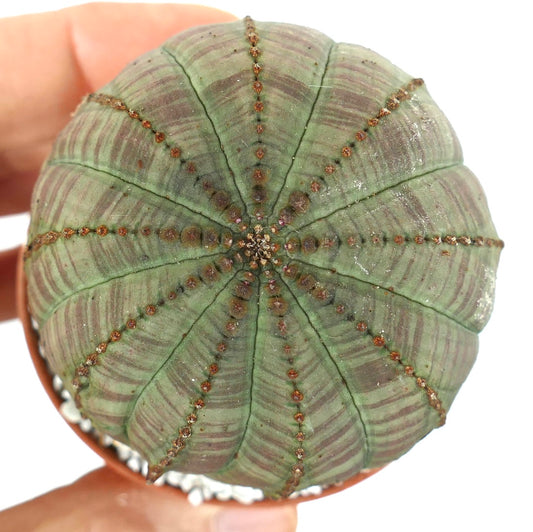 Euphorbia obesa succulent with round ribbed shape and brown dotted areoles in small pot