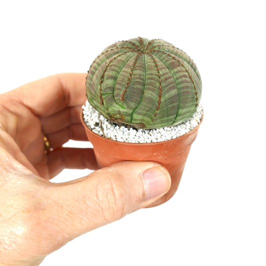 Euphorbia obesa succulent with rounded ribbed green body in small terracotta pot