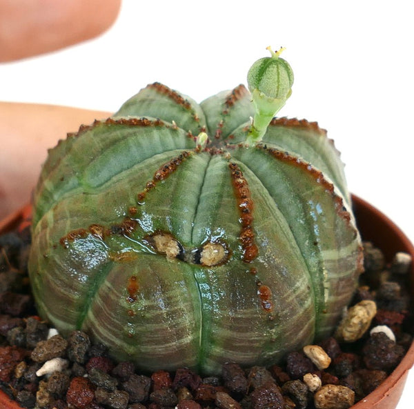 ユーフォルビア・オベサ | Botanical Archive | コレクションを探索する