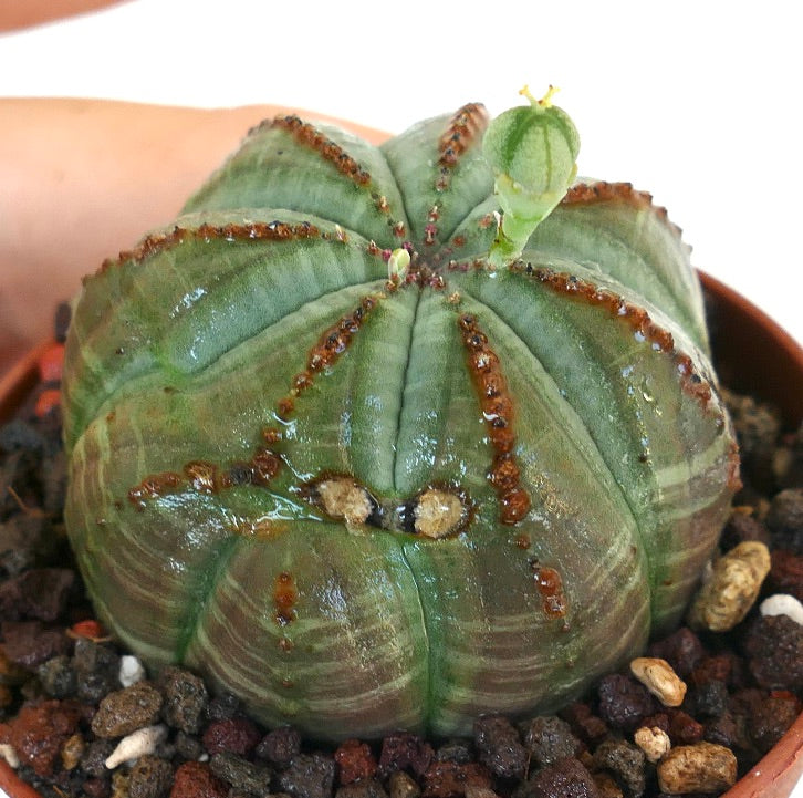 Euphorbia obesa FEMALE photographed at an angle, with its spherical ribbed form, brown spots, and visible seed pod at the apex.