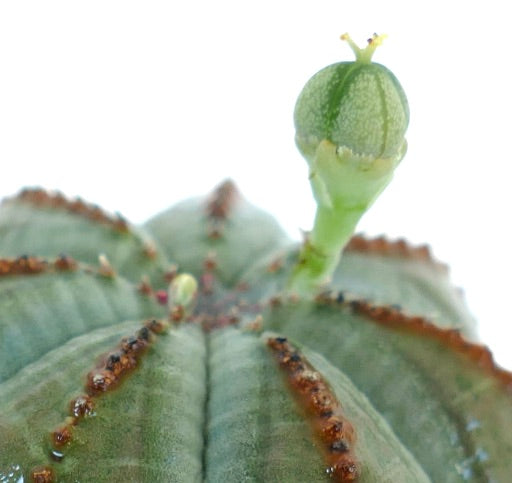 Close-up of Euphorbia obesa FEMALE seed capsule, displaying its rounded green fruit attached to the top of the plant.